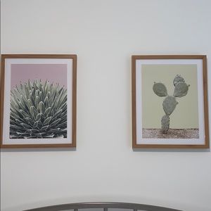 SET Cactus frames